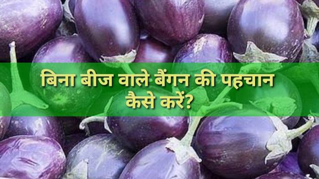 बिना बीज वाले बैंगन (Brinjal)की पहचान कैसे करें?