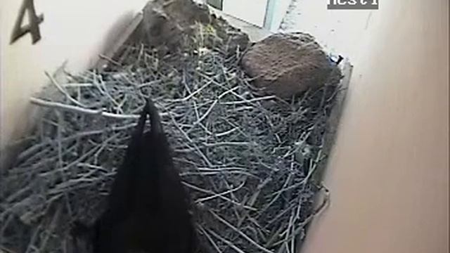 2014 Nest 4 Egg 3 Hatching (April 29th)