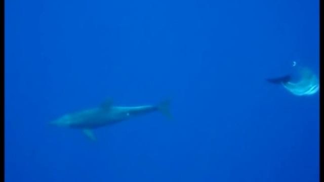 Freediving in Hawaii - The Dance of the Dolphins