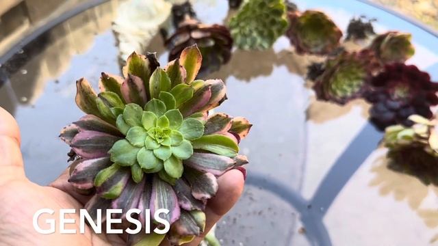 NUEVOS AEONIUMS  COREANOS ( 11 )#aeonium #jardin #unboxing