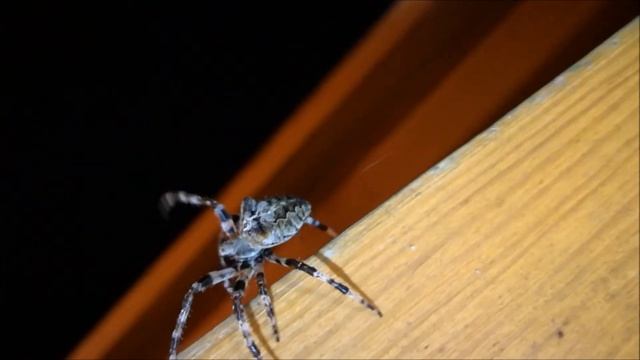 Spider with a demon face
