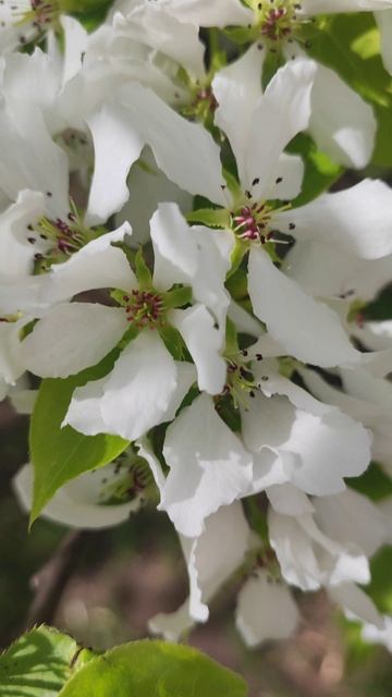 Груша зацвела 🌿