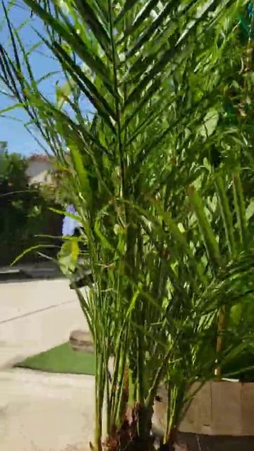 5 PYGMY DATE PALM FOR 12$ FROM HOME DEPOT Sale!!