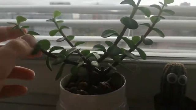 Растения 4 часть