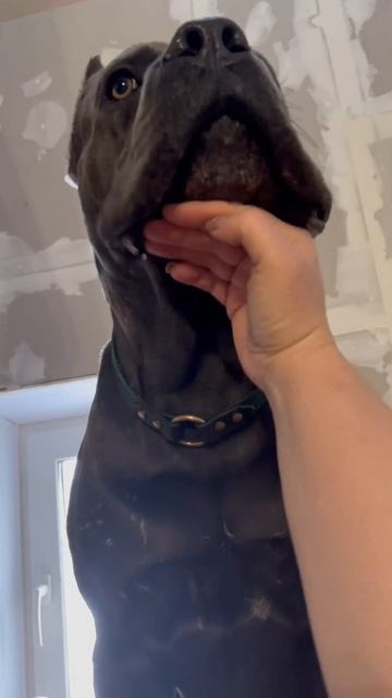 Контролер Трой #tttt #cane #canecorso #канекорсо #canecorsoitaliano #канекорсоитальяно #кане
