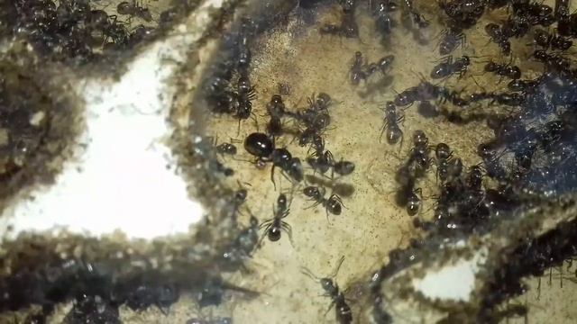 Formica Fusca et Rufibarbis