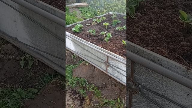 как недорого облагородить грядки