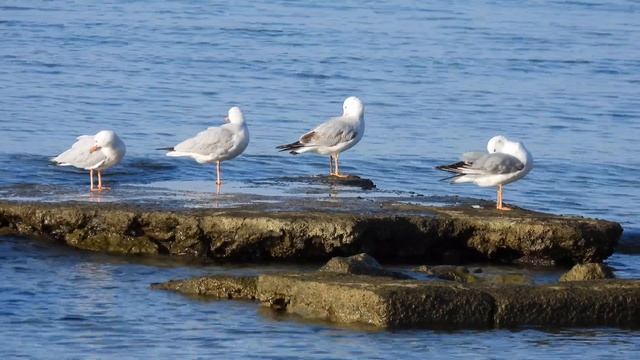 Slender-billed Gull, Gabbiano roseo (Chroicocephalus genei)