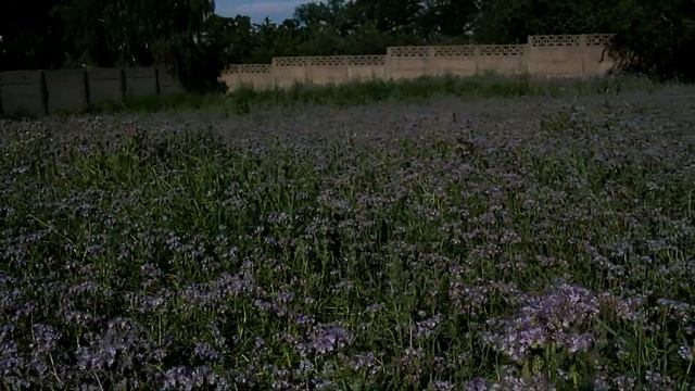 🌱 FACELIA - Roślia przyjazna pszczółkom i nie tylko .