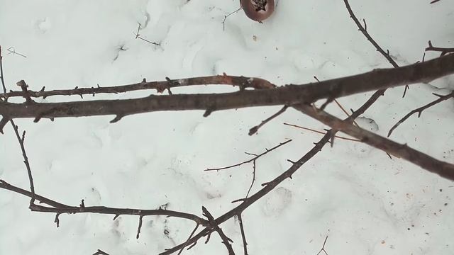 15.12.18 поползень, синица, сойки
