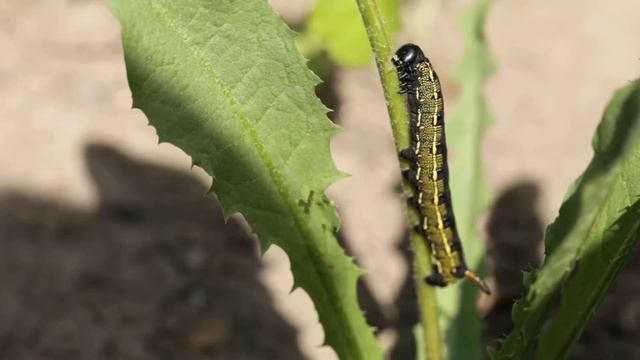 Striped Hawk-moth Caterpillar (Hyles livornica) 1Of2