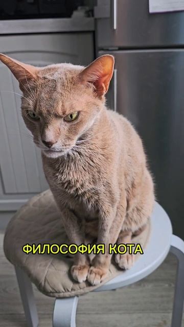 котики вне системы #субсидиикотикам