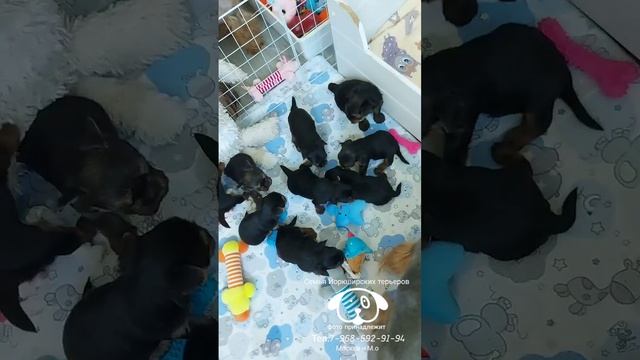 Вотцап 7-968-692-91-94 Щенки Йоркширского терьера готовятся к продаже
