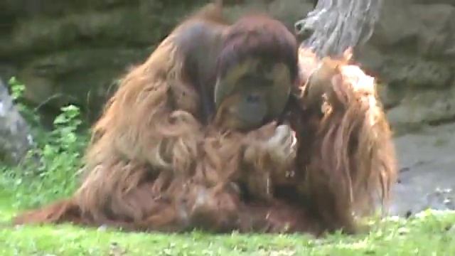 Tebowing orangutan