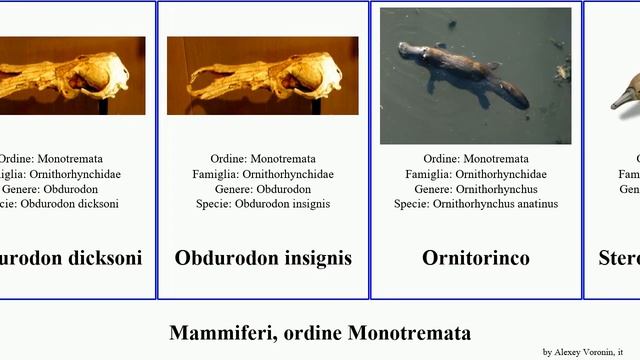 Mammiferi, ordine Monotremata mammal insignis Zaglossus Obdurodon ritchiei dicksoni hacketti Brian