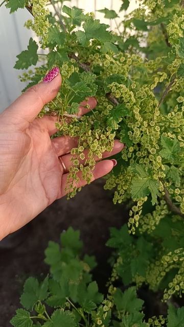 смородина Красная