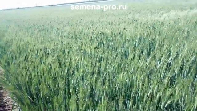 Твердая озимая канадская пшеница 24 мая 2019. Наблюдаем колос