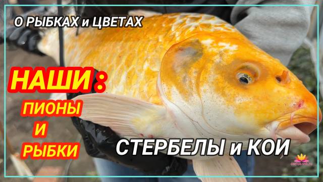 О наших пионах и рыбах / Сад Ворошиловой