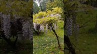 Санаторий/Сочи/Прогулка