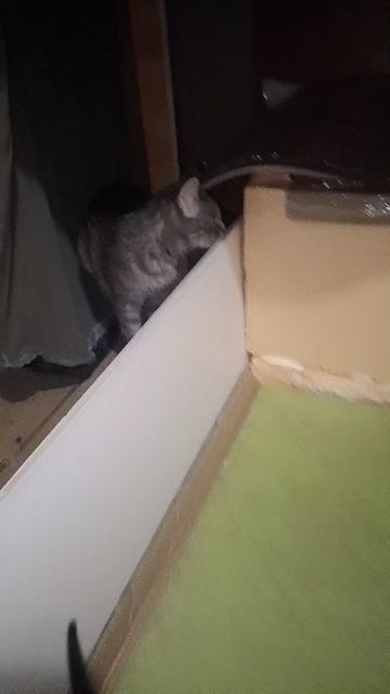 котята ищут маму а она сбежала