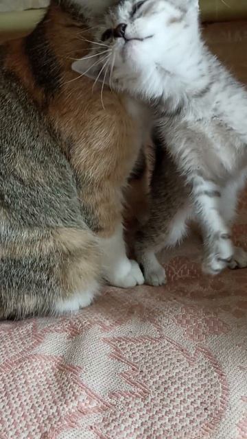 Котята