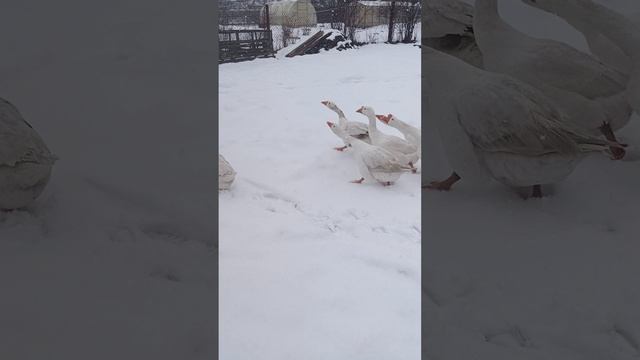 У гусей опять зима