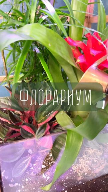 Флорариум - неприхотливый живой подарок 🌿