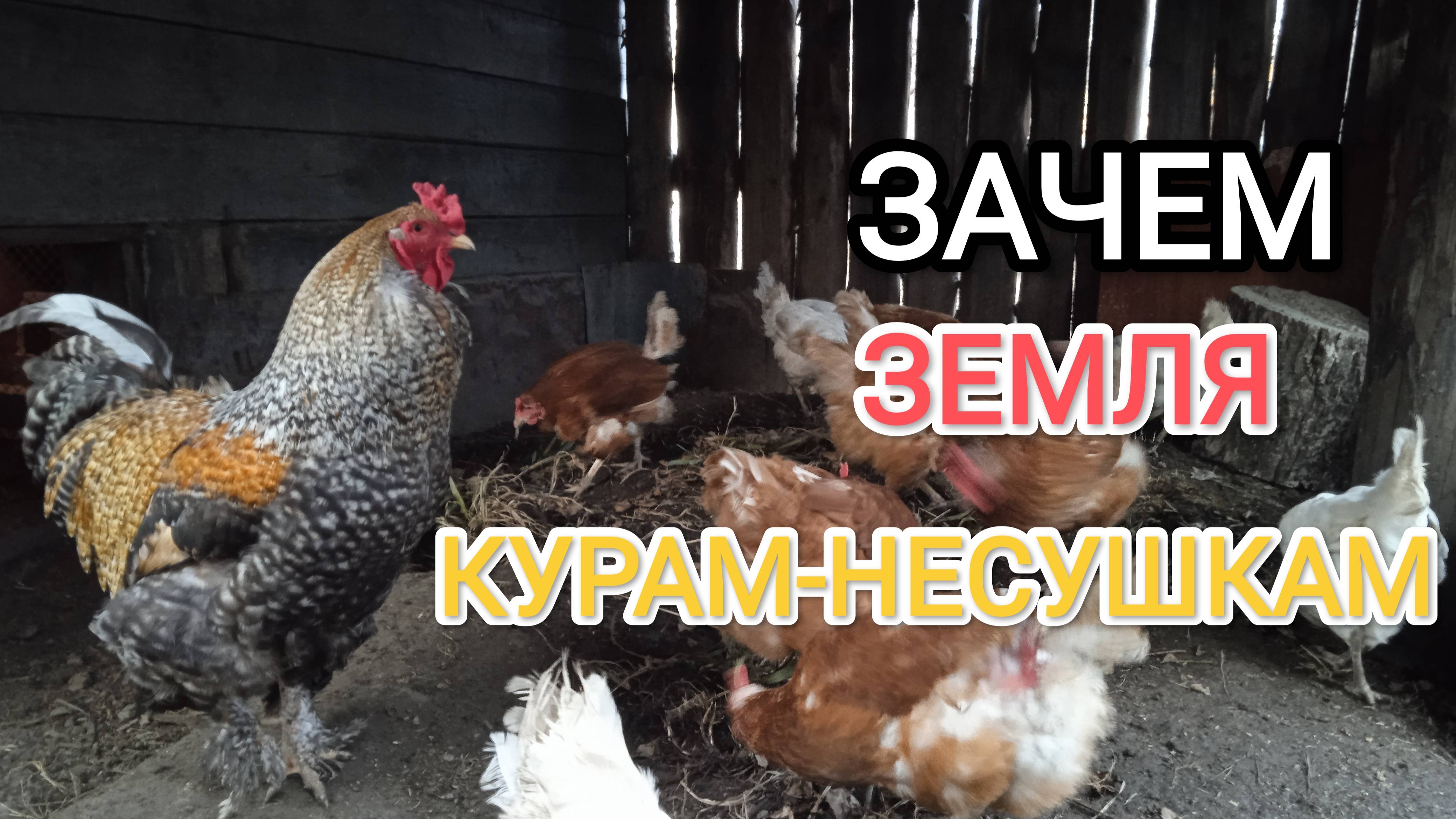 Куры-несушки Зачем давать им траву вместе с землей