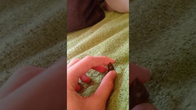 Майнкрафт енотик бро. 10 дней выживания с
изумрудным Смайли