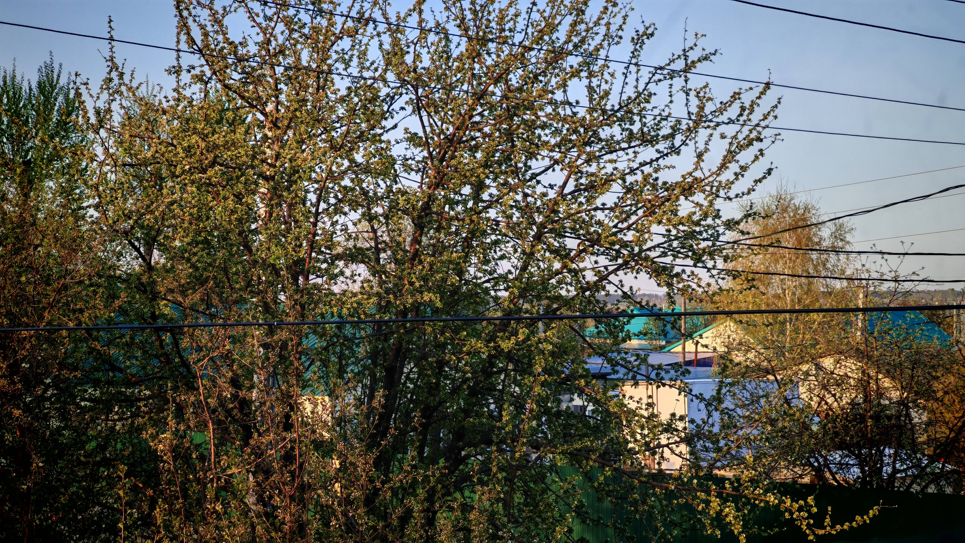 деревенская атмосфера, уют и красота природы, жизнь в деревне, все цветет, деревенская весна