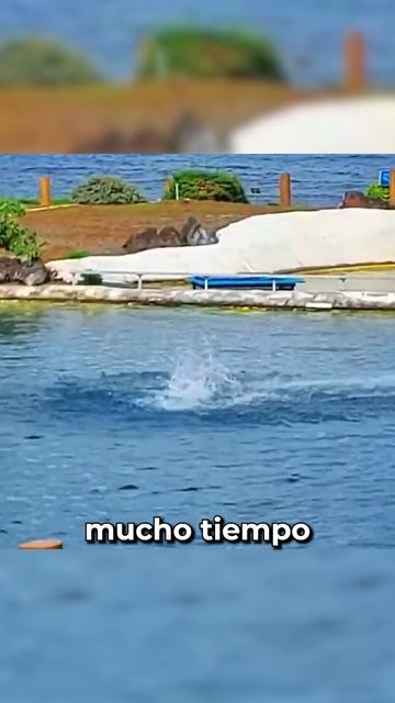 El híbrido más RARO que existe