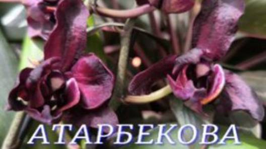 №1070/ СВЕЖАЯ поставка КРАСИВЫХ орхидей в с/ц на АТАРБЕКОВА