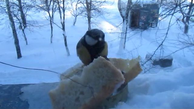 Нина Бродская - Звенит январская вьюга.avi