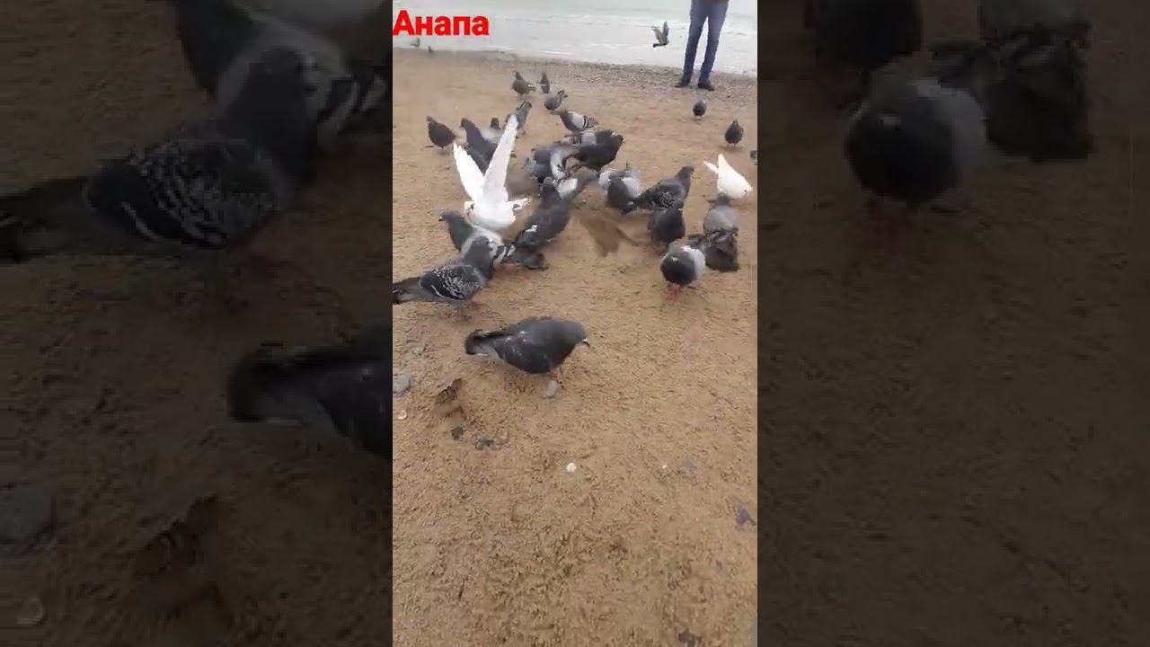 #анапа #море #голуби