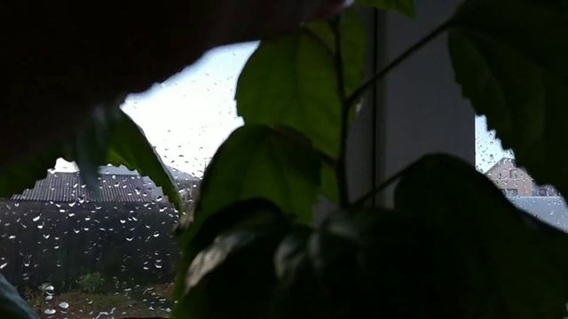Осенний дождь🌧 стучит по крышам. Деревенские 🏠будни