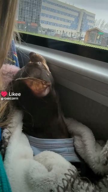 Like_7496512202561648298.mp4