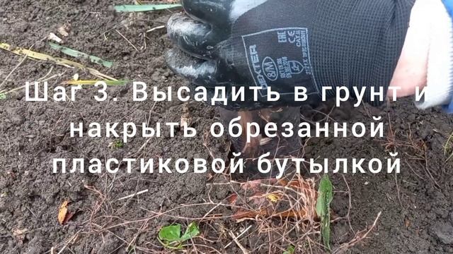 Три способа проращивания чубуков винограда