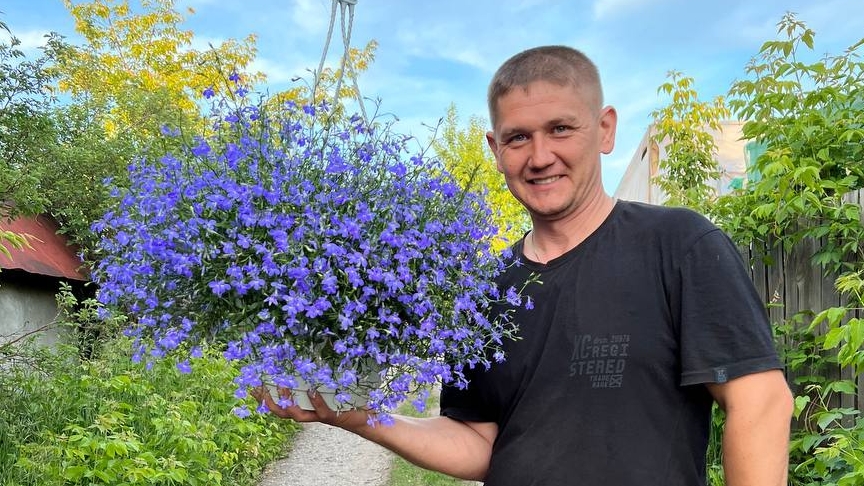 вегетативная лобелия