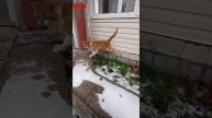 #кот #коты #котыприколы