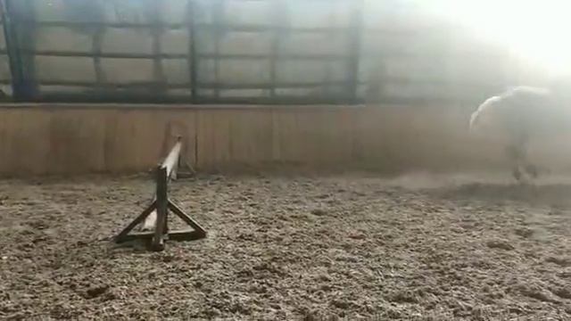 Пробуем конкур на жеребце Кипарисе. Перевозский конный завод