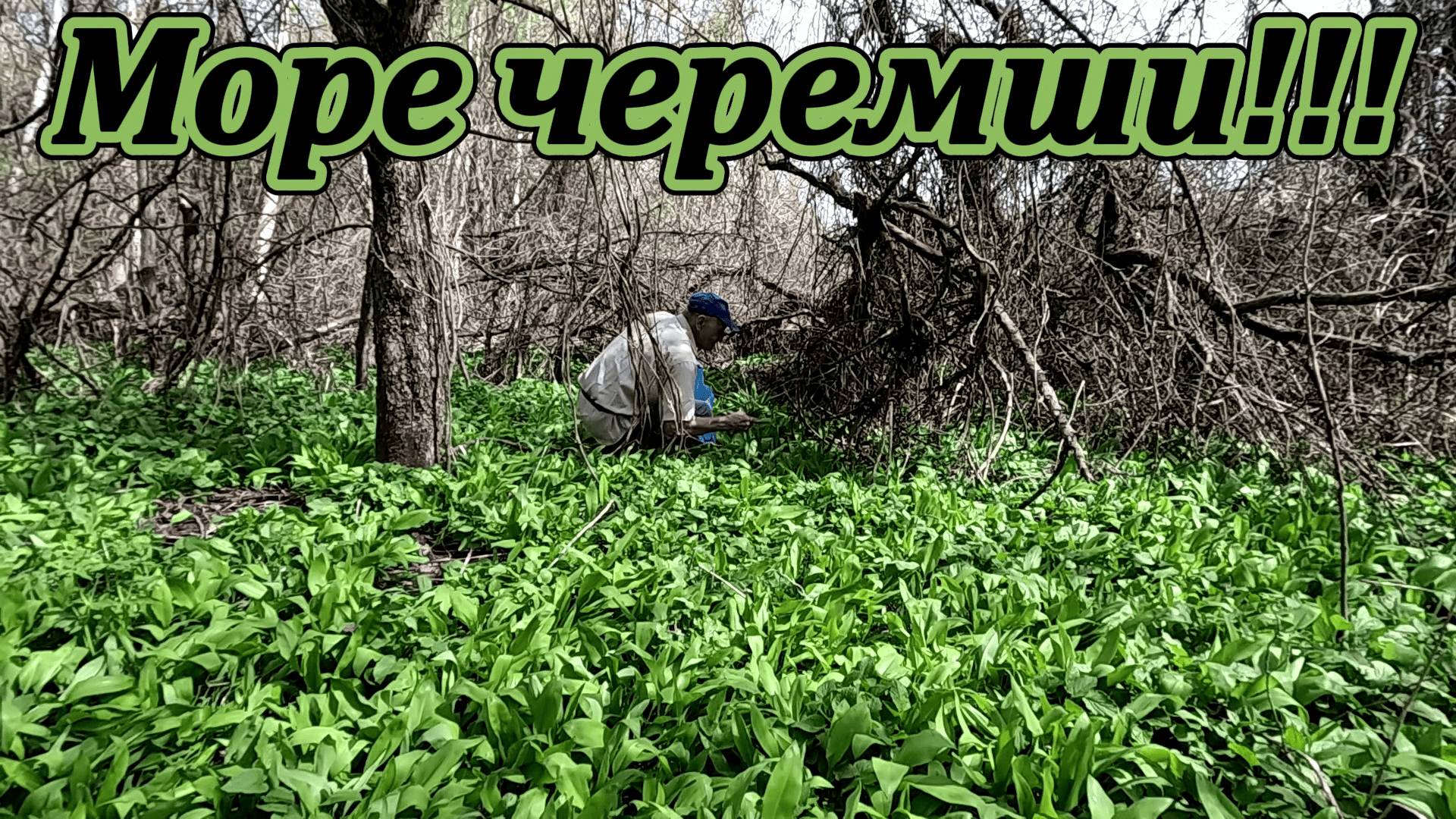 Поход за черемшой