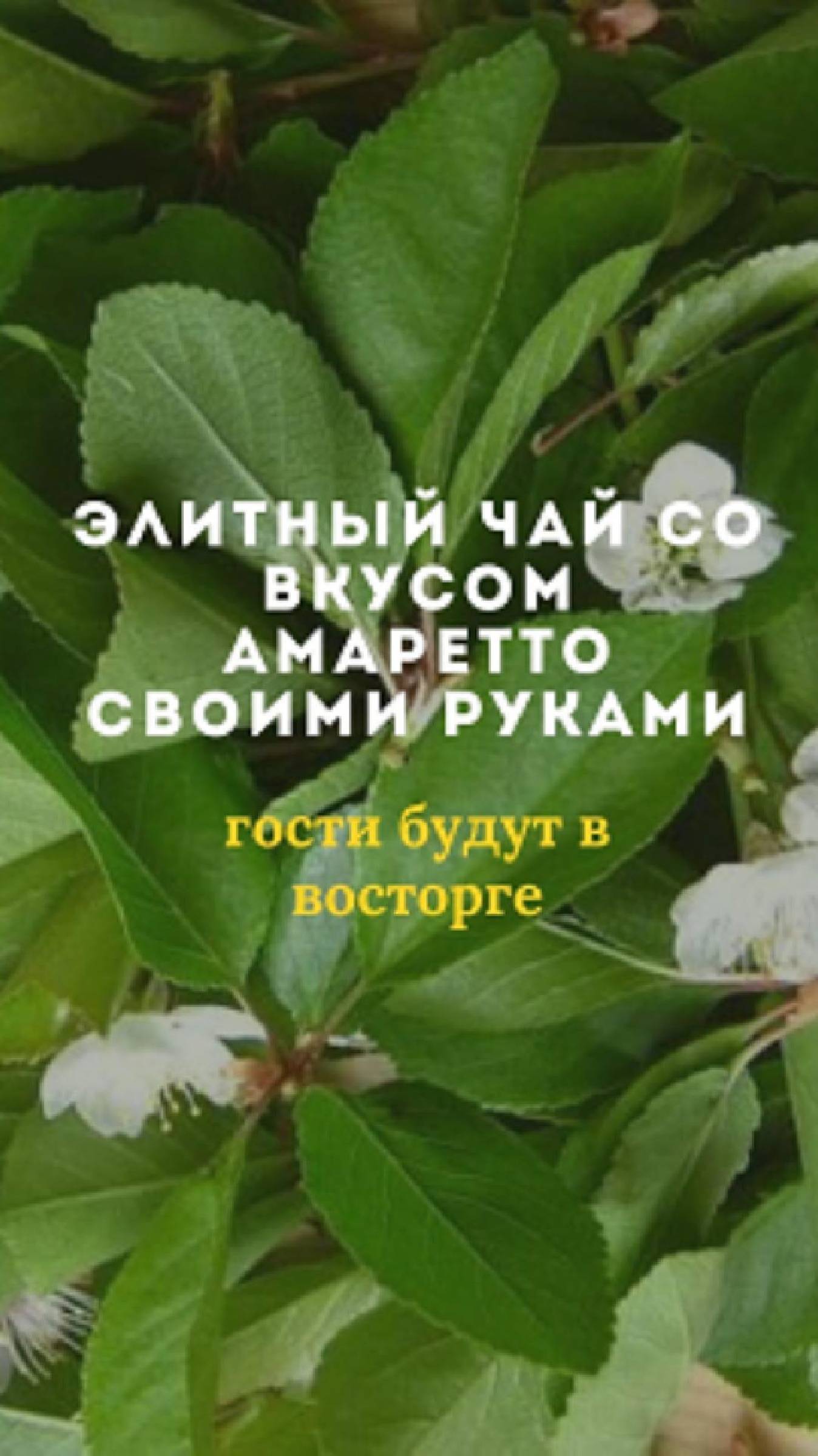 Элитный чай из вишнёвых листочков