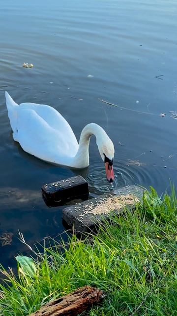 🦢🦢Лебеди в Будённовском районе Донецка ❤️