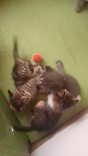 котята моей кошки