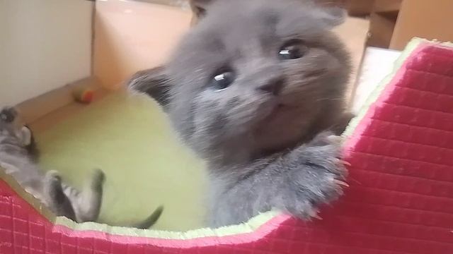 котята моей кошки