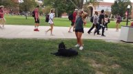 9 Month Old Black Lab | Best Lab Dog Training | Off Leash K9 | Board and Train | Oklahoma