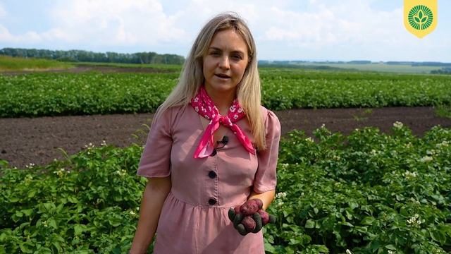 Лила. Сорт картофеля "Дары Малиновки"