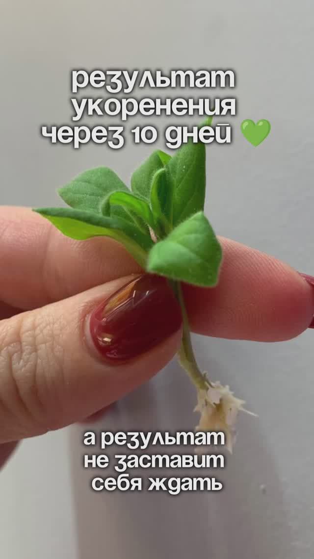 Работающий способ укоренения черенков!
