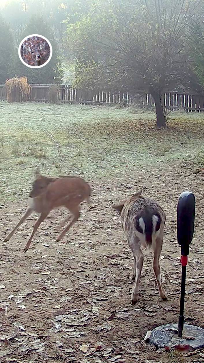 олененок чешет голову о боксерскую грушу #лань #животные  #deervader