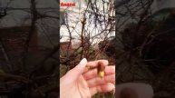 #юг #почки #ссеверанаюг #анапасегодня
